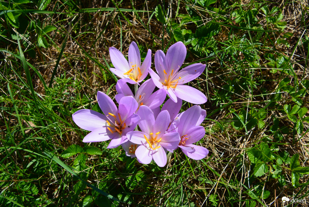 Őszi kikerics 09.19.