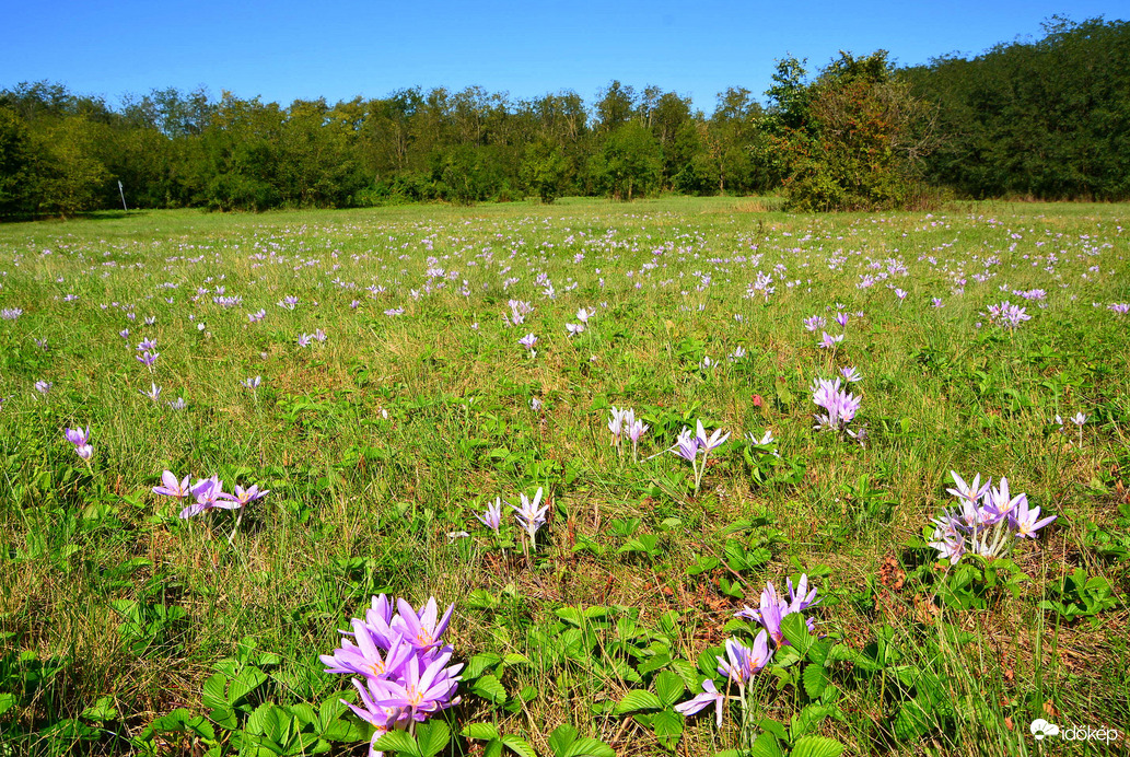 Őszi kikerics kék égbolt alatt 09.19.