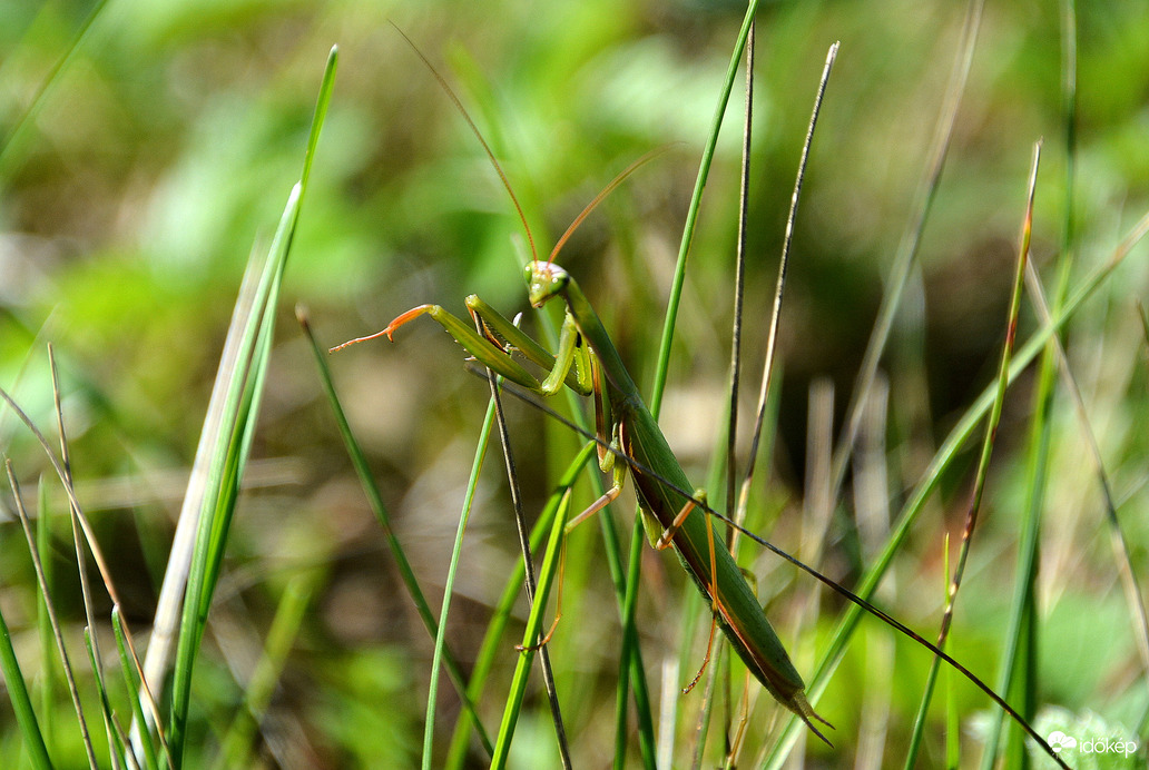 Vajon, miért imátkozik? 09.19.