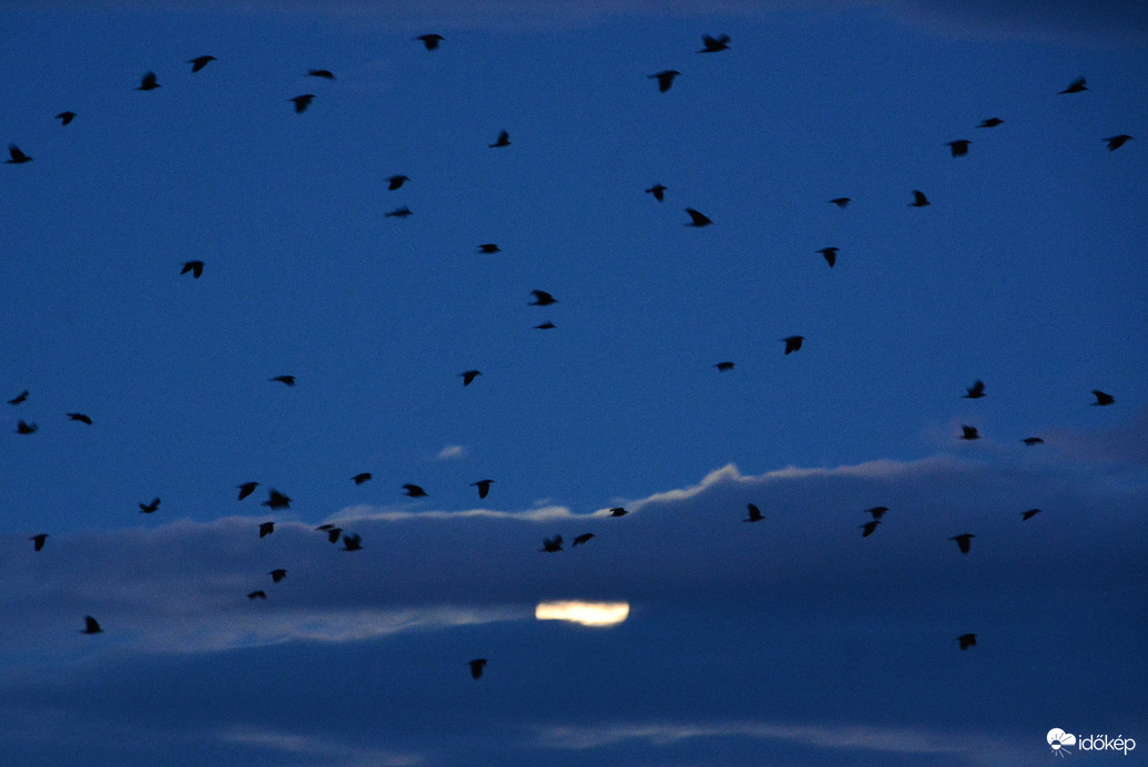 Hajnali holdnyuta, madarakkal 10.07.