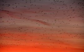 Madarak a naplementében 10.11.