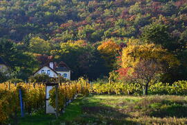 Októberi ősz Balatongyörökön 10.25.