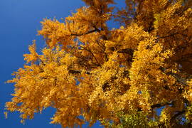 Sárga ruhát öltött a Ginkgo biloba (Kínai páfrányfenyő)