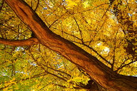 Sárga ruhát öltött a Ginkgo biloba (Kínai páfrányfenyő)