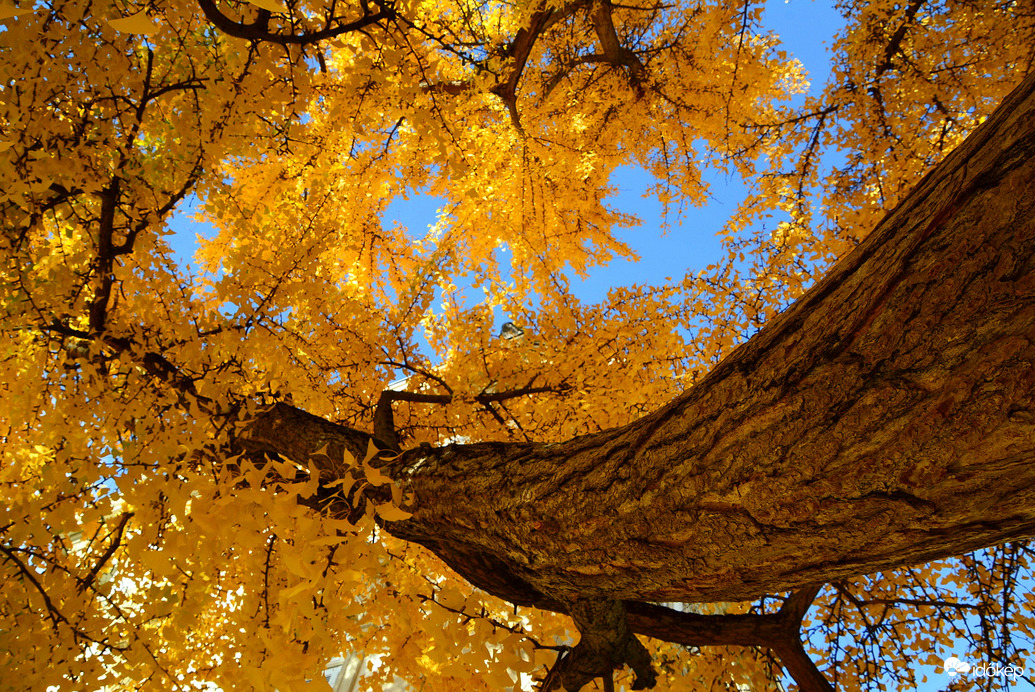Sárga ruhát öltött a Ginkgo biloba (Kínai páfrányfenyő)
