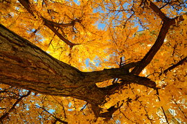 Sárga ruhát öltött a Ginkgo biloba (Kínai páfrányfenyő)