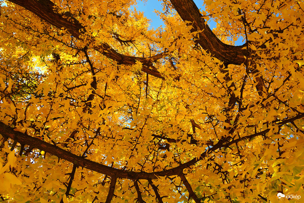 Sárga ruhát öltött a Ginkgo biloba (Kínai páfrányfenyő)