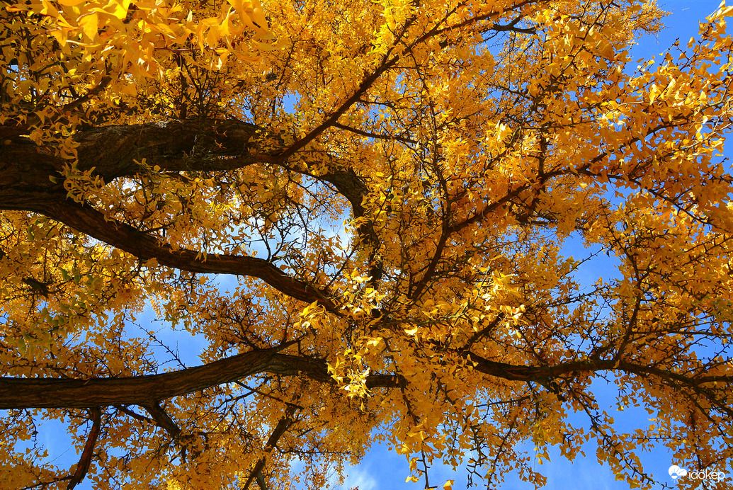 Sárga ruhát öltött a Ginkgo biloba (Kínai páfrányfenyő)