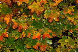 Esőcseppes falevelek 11.03.