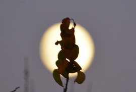 Majdnem Telihold 11.04.