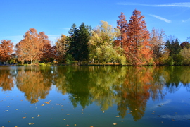 Gyönyörű ősz novemberben Szombathelyen 11.05.