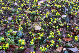 Téltemető szőnyeg