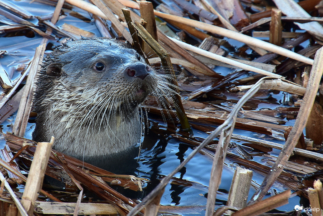 Kukucs! Vidra a Balatonban.