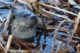 Kukucs! Vidra a Balatonban.