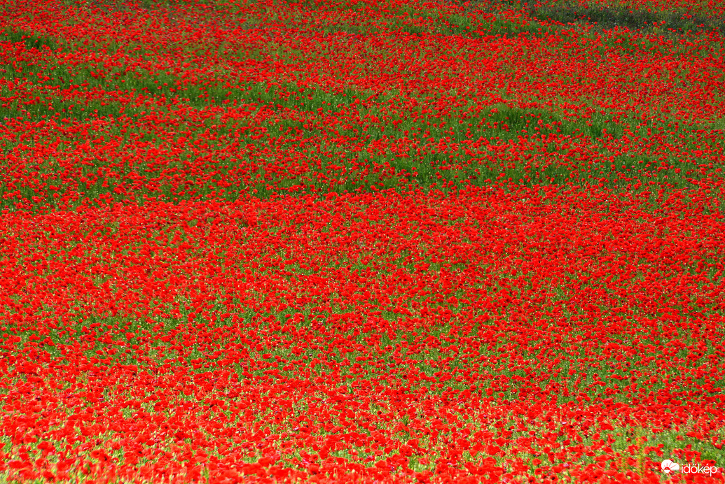 Gyönyörű pipacsos 05.16.