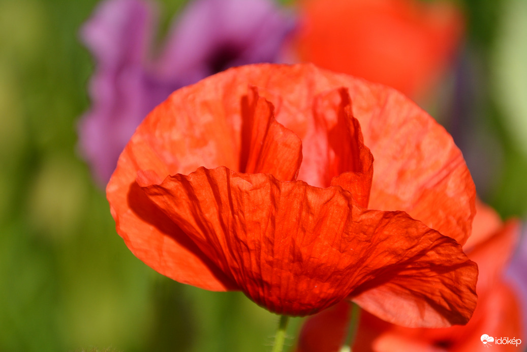 Pipacs a mákban 05.20.