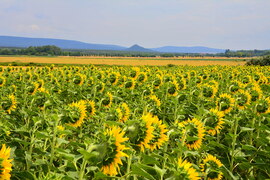 Napraforgók 07.07.