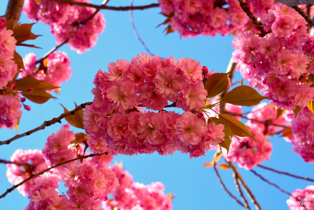 Virágba borultak a japán díszcseresznye fák Szombathelyen