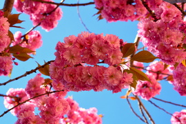 Virágba borultak a japán díszcseresznye fák Szombathelyen