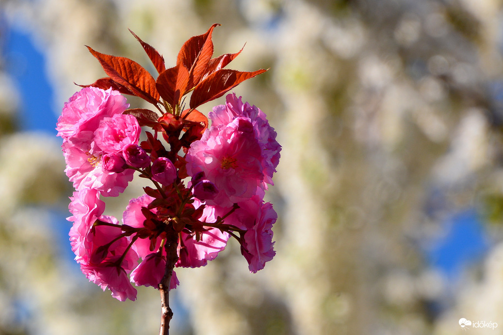 Virágba borultak a japán díszcseresznye fák Szombathelyen