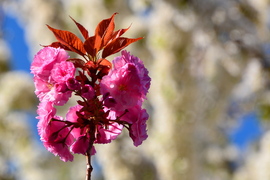 Virágba borultak a japán díszcseresznye fák Szombathelyen