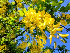 Hosszú fürtű aranyeső 