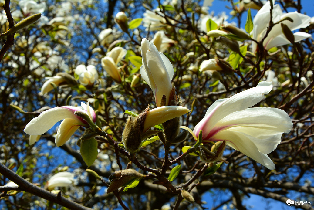 Fehér magnóliák