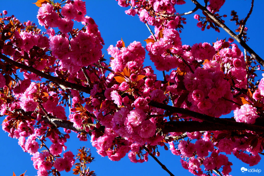 Virágba borultak a japán díszcseresznye fák Szombathelyen