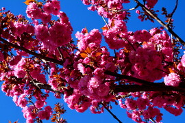 Virágba borultak a japán díszcseresznye fák Szombathelyen