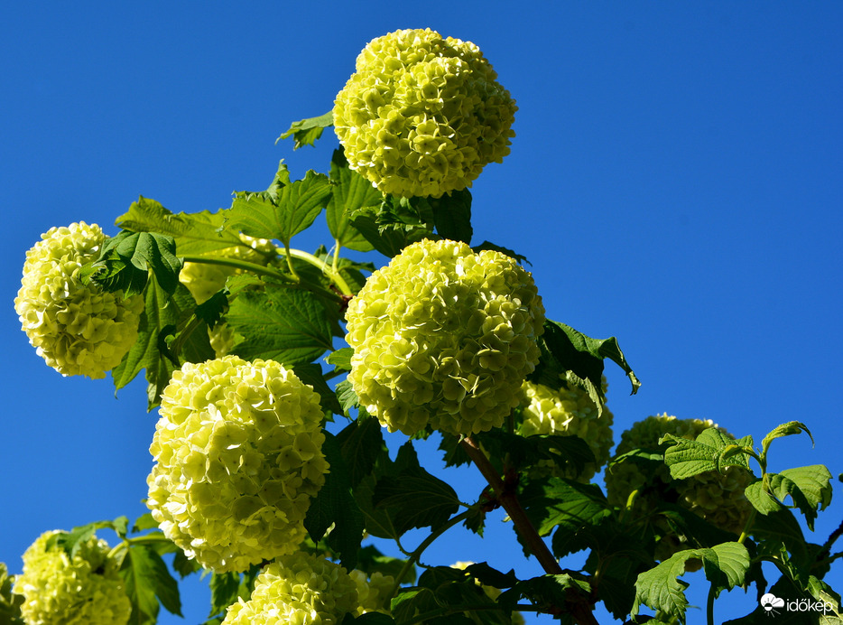 Labd rózsa kék égbolt alatt