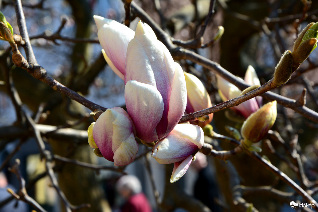 Lila magnóliák