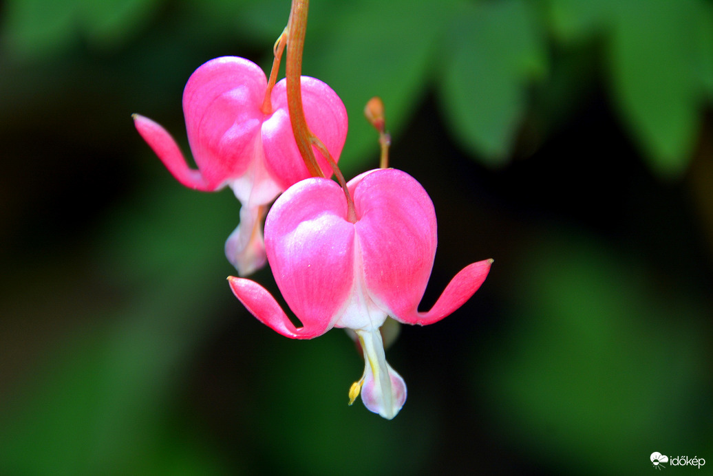 Rózsaszín szívvirág