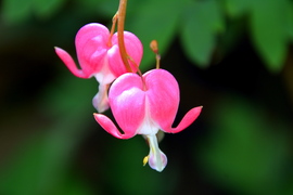 Rózsaszín szívvirág