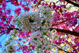 Virágba borultak a japán díszcseresznye fák Szombathelyen