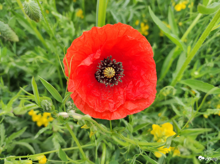 Útmenti pipacs 05.09.