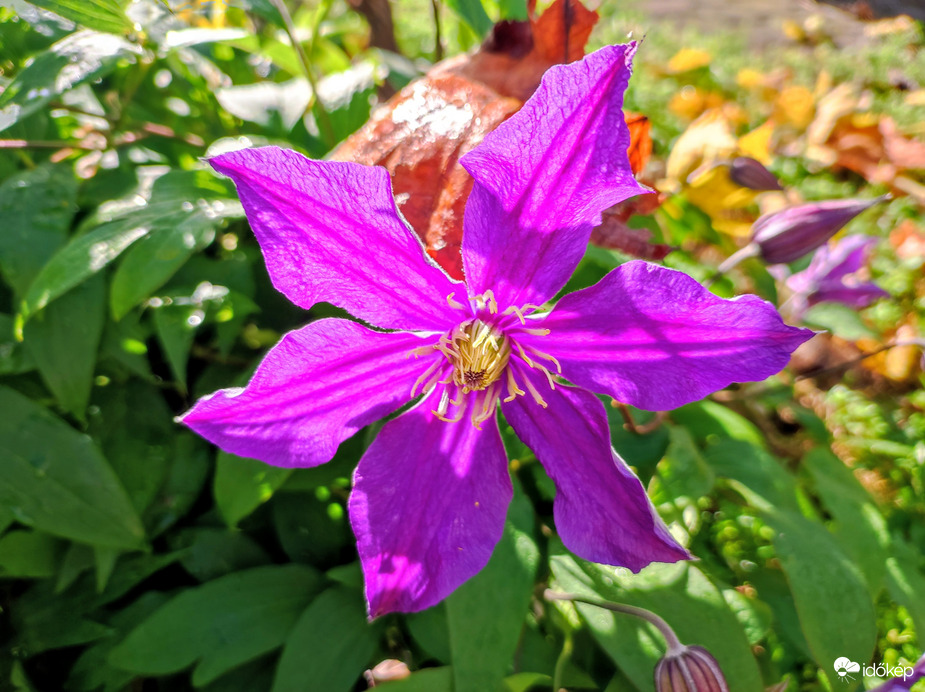 Novemberi klematisz 11.02.