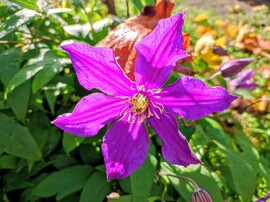 Novemberi klematisz 11.02.