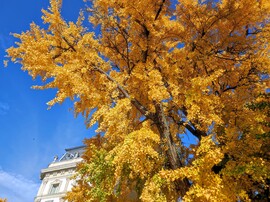 Gyönyörű őszi 11.02.