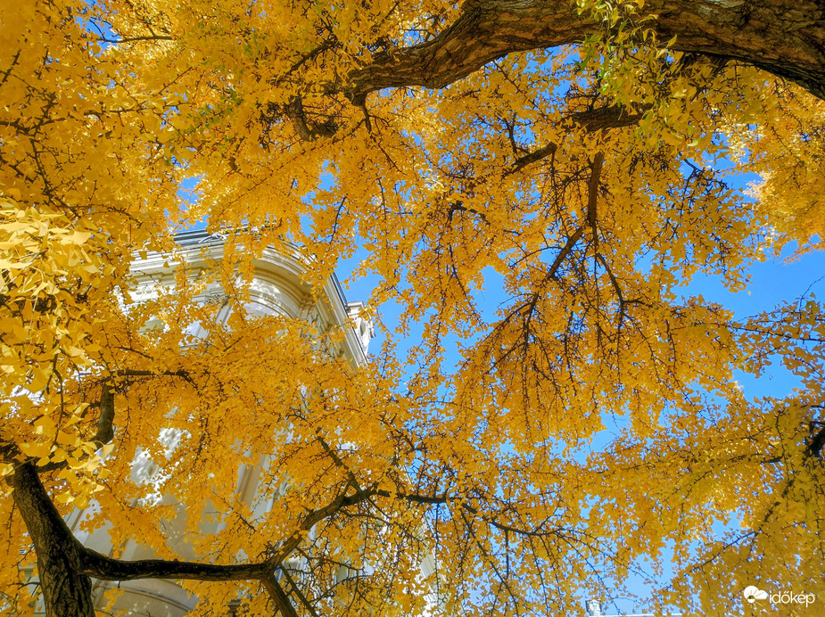 Gyönyörű őszi 11.02.