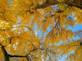 Gyönyörű őszi 11.02.