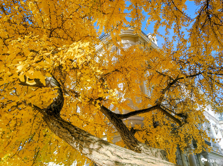 Gyönyörű őszi 11.02.