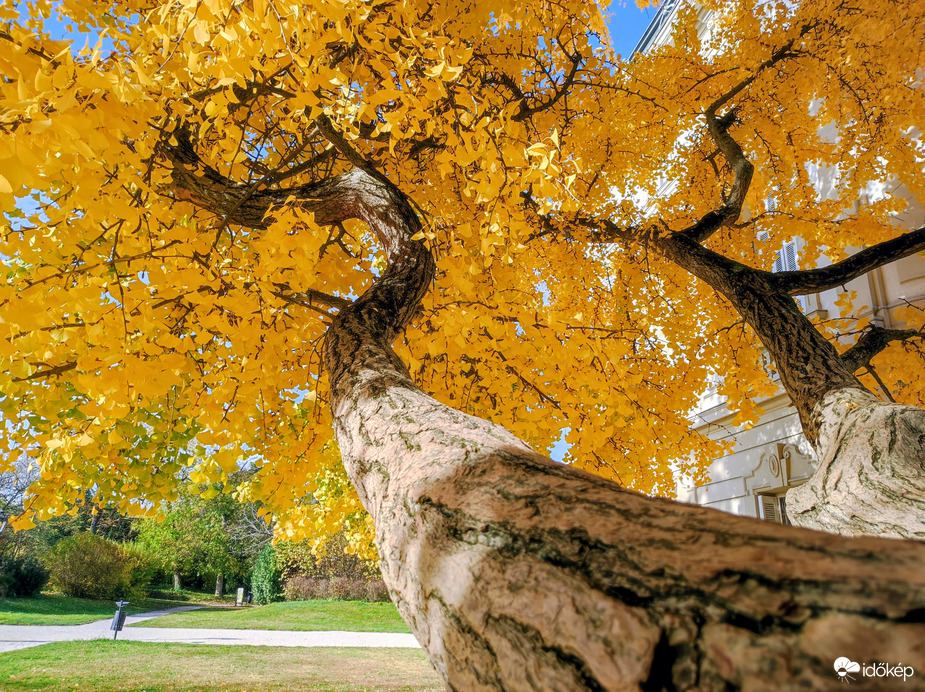 Gyönyörű őszi 11.02.