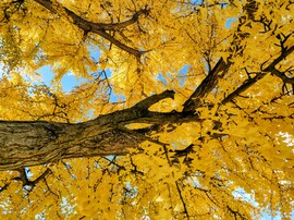 Gyönyörű őszi 11.02.