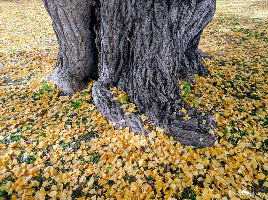 Gyönyörű őszi 11.02.