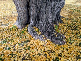 Gyönyörű őszi 11.02.