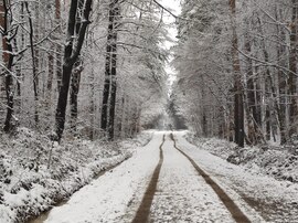 Út a havas erdőbe 12.25.