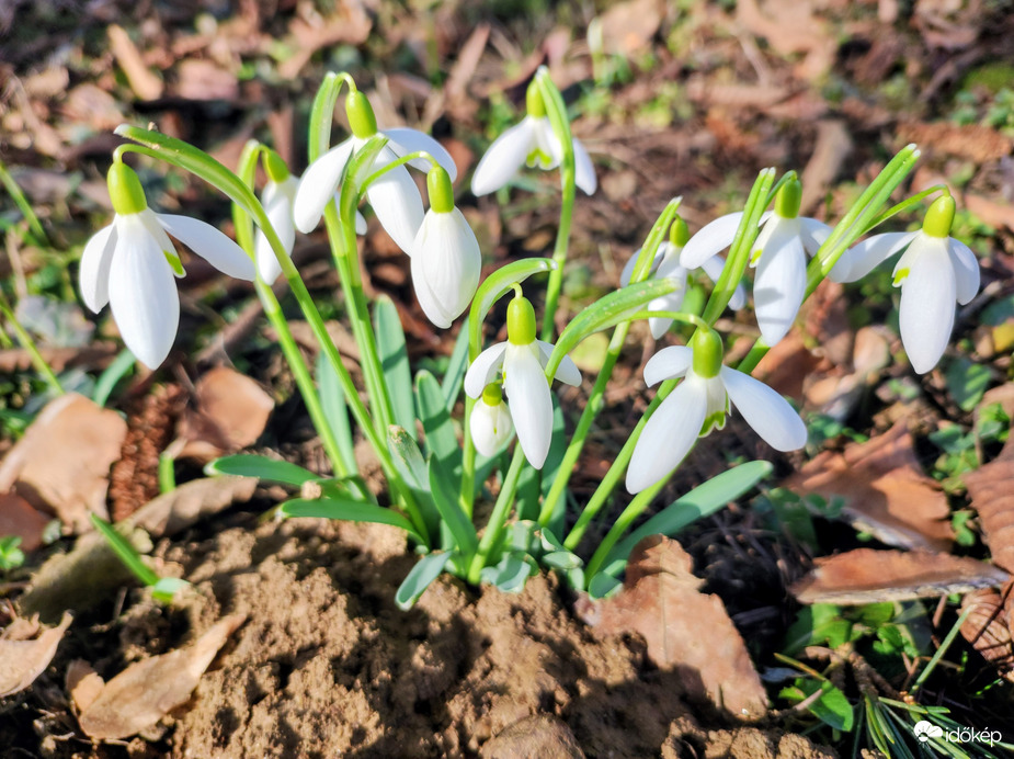 A tavasz hírnökei 02.13.