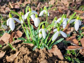 A tavasz hírnökei 02.13.