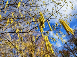 Virágban a mogyoró 02.13.