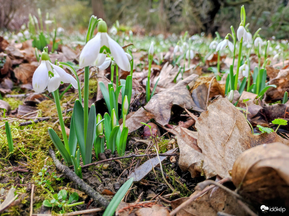A tavasz hírnökei 02.13.